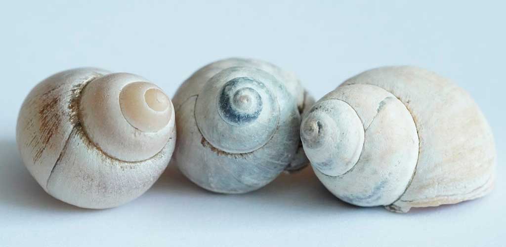 Caracolas El tiempo y el alcohol Asarex