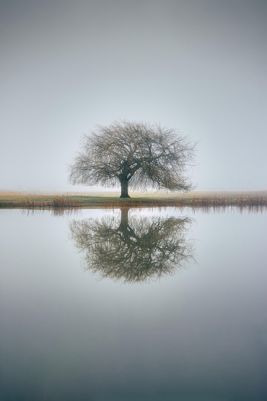 tree, reflection, fog, water, nature, landscape, tree, tree, tree, tree, reflection, nature, nature, nature, nature, nature, landscape